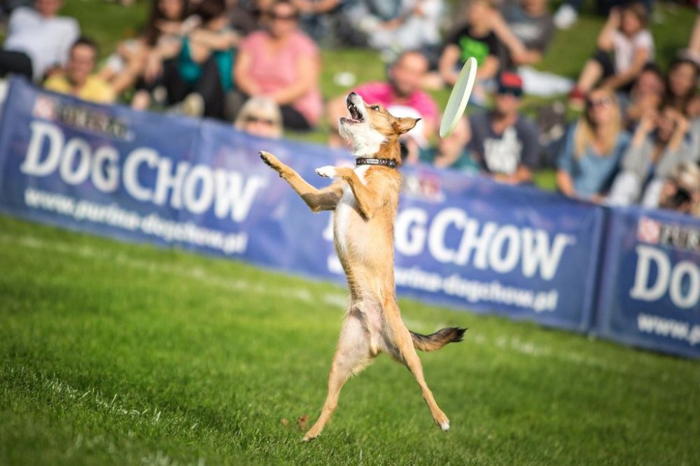 Dog Chow Disc Cup_Zdjęcie_2