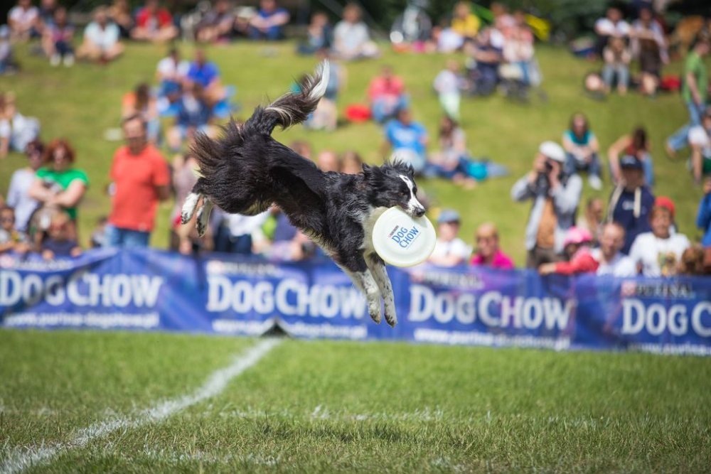 Dog Chow Disc Cup_Zdjęcie_3